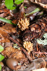 Mushroom