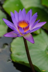 purple waterlily in a pond