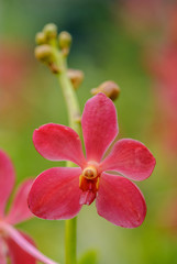Fototapeta na wymiar orchid in garden