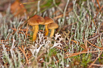 Mushroom