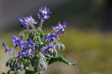 ボリジ（ルリジサ）