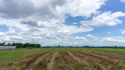 A wide field famer agriculture land of rice plantation farm after harvest season, under beautiful white fluffy cloud formation on vivid blue sky in a sunny day,  countryside of Thailand
