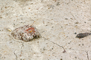 Rocks