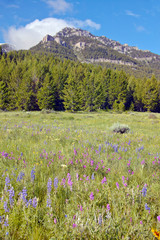 Obraz premium Purple lupine and mountains in Centennial Valley near Lakeview, MT