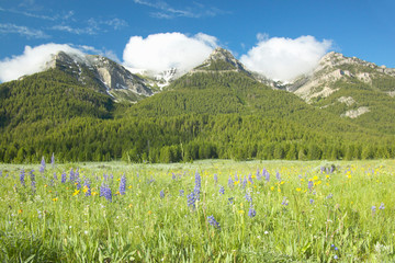 Purple lupine and mountains in Centennial Valley near Lakeview, MT