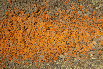 Ancient orange lichens growing on rocks in Centennial Valley near Lakeview, MT