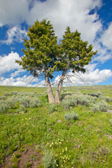 Two trees, spring flowers and mountains in in Centennial Valley near Lakeview, MT