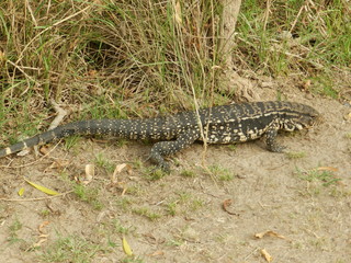 Fototapeta premium LAGARTO OVERO