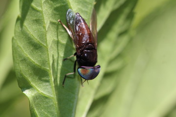 unbestimmte Schwebfliege mit riesigen Augen