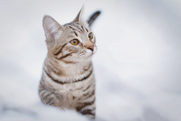 Gray tabby cat sits in the snow in winter