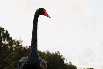 elegant black swan on the grass near  lake water Gold Coast Australia sunset evening 