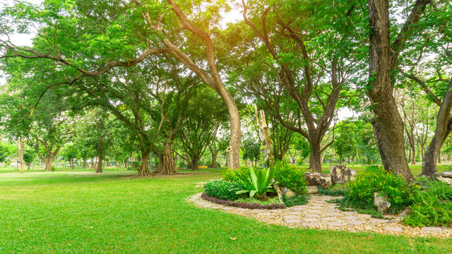 Smooth green grass lawn in good care maintenance garden, decorated with flowering plant, shurb and bush under shading trees on backyard, pattern of grey concrete stepping stone and gravel