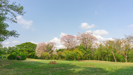 Pink Trumpet tree flower know as Pink Tabebuia rosea plant blooming in spring at Vachirabenjatas park ( Rot Fai Park) blossom on green grass lawn backyard beside walkway in garden under cloudy sky