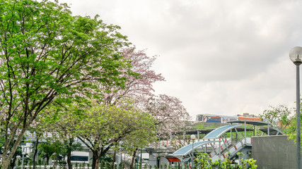 Bangkok, Thailand-April 7, 2019: Pink Trumpet tree flower know as Pink Tabebuia rosea plant blooming in spring at Chatuchak park Phaholyothin road, blossom view beside Bts train station in cityscape