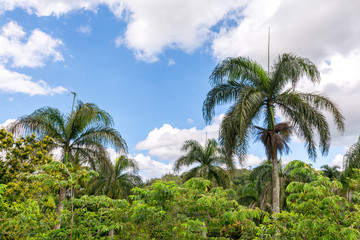 Fototapeta na wymiar palm trees on the island