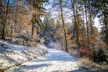 Winter in the Eifel forests,Germany