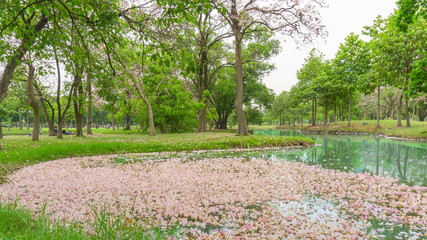 Pink Trumpet tree or Tabebuia rosea flower blossom and fall down on water in a lake and green grass lawn, greenery trees and people relaxing in backyard under cloudy sky