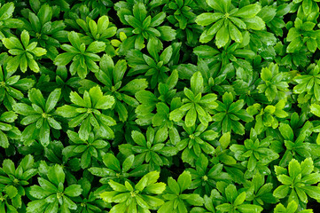 Pachysandra evergreen groundcover after a rainfall green background