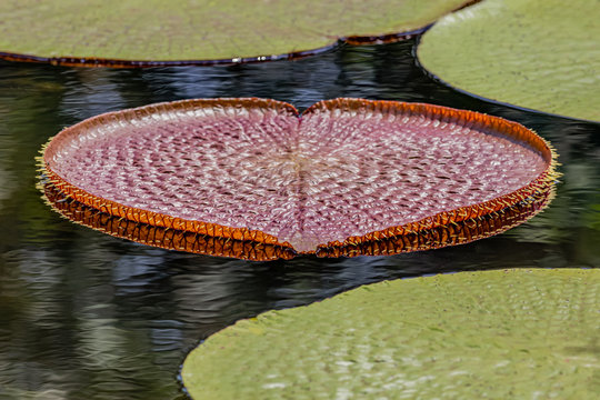 Giant lotus leaf for background
