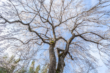 千葉市若葉区　栄福寺のしだれ桜