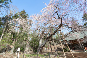 福星寺のしだれ桜