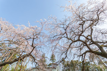 福星寺のしだれ桜