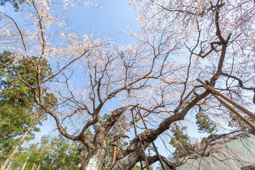 福星寺のしだれ桜