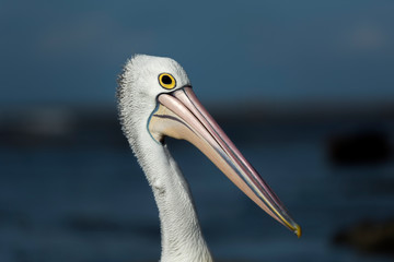 Pelican on the beach, Australia