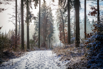 Winter in the Eifel forests,Germany