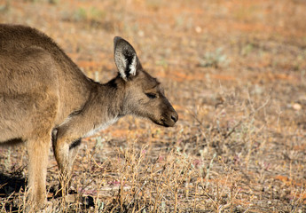 Kangaroo in the desert, Outback, Australia