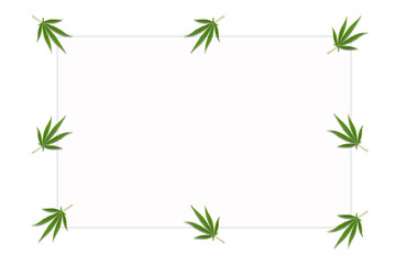 Frame with Cannabis leaves. Background with marijuana isolated on white background. Copy space. green cannabis leaf drug marijuana herb Background.