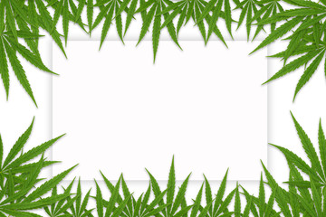 Frame with Cannabis leaves. Background with marijuana isolated on white background. Copy space. green cannabis leaf drug marijuana herb Background.