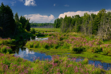 Fototapeta na wymiar Purple loosestrife along marsh creek in the country near Brooke Ontario Canada