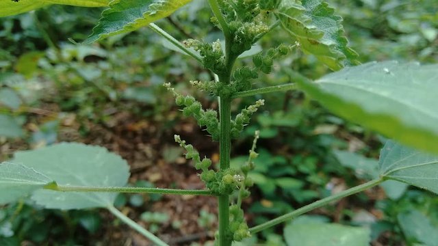 Indian copperleaf or Acalypha Indica L. in the garden with green flowers. Boehmeria zollingeriana also called a cat's face.