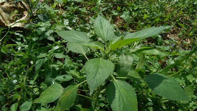 Indian copperleaf or Acalypha Indica L. in the garden with green flowers. Boehmeria zollingeriana also called a cat's face.