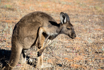 Naklejka na ściany i meble Kangaroo in the desert, Outback, Australia