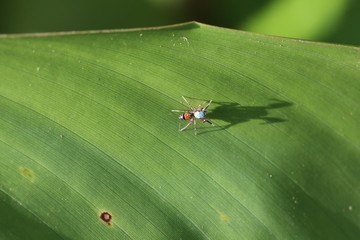 bunte Springspinne circa 5mm