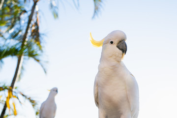 Cockatoo The Sulphur-crested Cockatoo (Cacatua galerita) couple pair together  in Queensland Australia close up morning