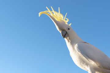 portrait of a parrot cockatoo in Queensland Australia against blue sky summer morning with sunlight friendly wild animal © QuickStartProjects