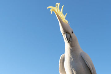 portrait of a parrot cockatoo in Queensland Australia blue sky summer morning with sunlight friendly wild animal copy space  © QuickStartProjects