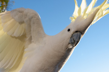 portrait of a parrot cockatoo in Queensland Australia against blue sky summer morning with sunlight friendly wild animal opening wings © QuickStartProjects