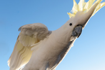 portrait of a parrot cockatoo in Queensland Australia against blue sky summer morning with sunlight friendly wild animal wings © QuickStartProjects