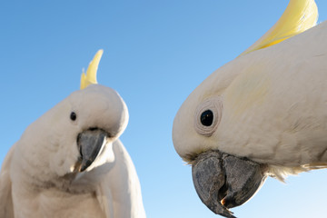 Cockatoo The Sulphur-crested Cockatoo (Cacatua galerita) couple pair together  in Queensland Australia close up cute pretty
