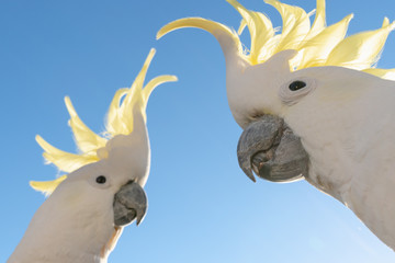 Cockatoo The Sulphur-crested Cockatoo (Cacatua galerita) couple pair together  in Queensland Australia close up © QuickStartProjects