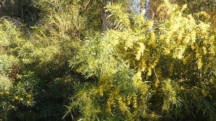 Closeup of Eucalyptus trees with mimosa in foreground