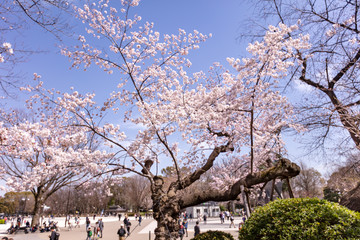 上野恩賜公園の桜