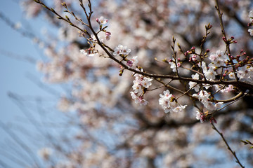 桜の森・花・つぼみ