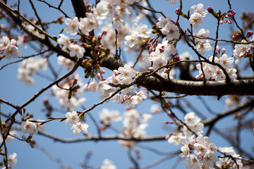 桜の花・森・つぼみ