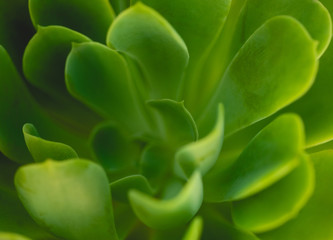 A boutonnière is a floral decoration, typically a single flower or bud, worn on the lapel of a tuxedo or suit jacket.
