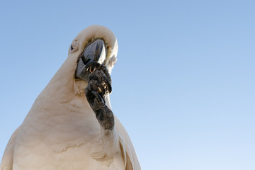 a cockatoo white parrot eating food fruits  beautiful morning  Gold Coast Australia close eyes